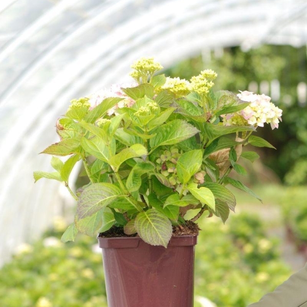 Hortensia macrophylla Rembrandt® 'Bella pesche'