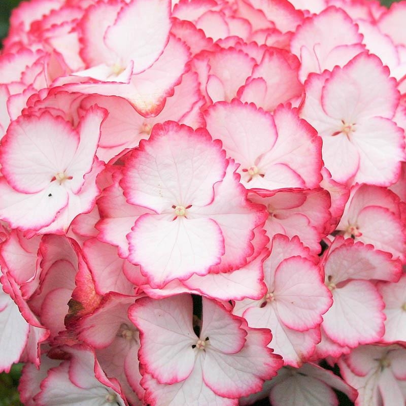 Hortensia Charming 'Sophia'®