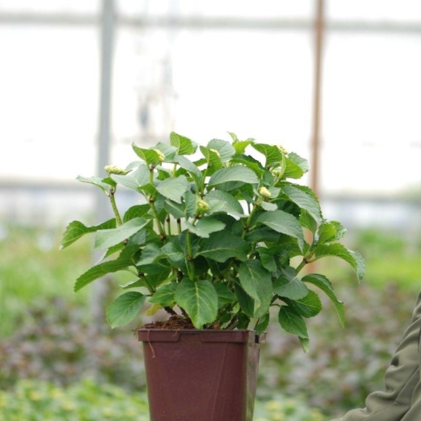 Hortensia macrophylla 'Firewings'®