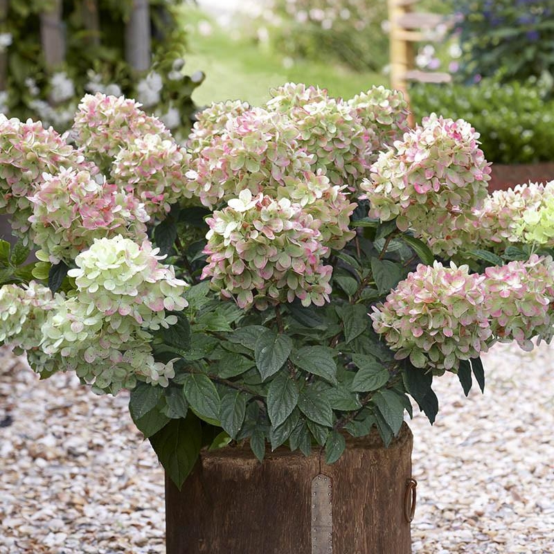 Hortensia paniculata 'Pinklight®'