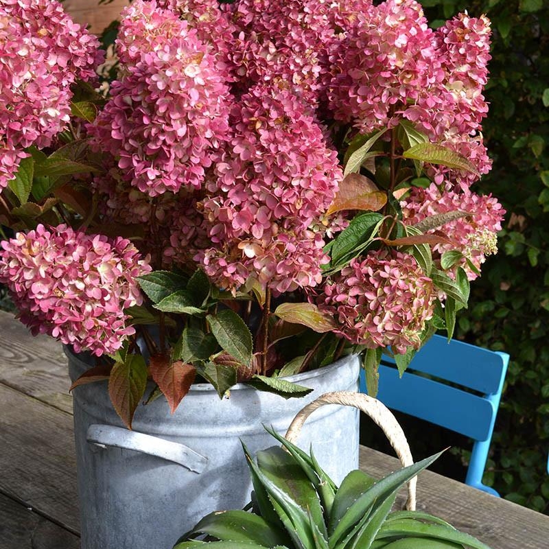 Hortensia paniculata 'Redlight®'