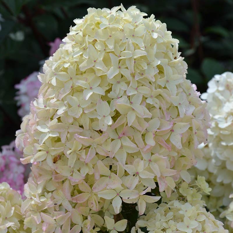 Hortensia paniculata 'Whitelight'