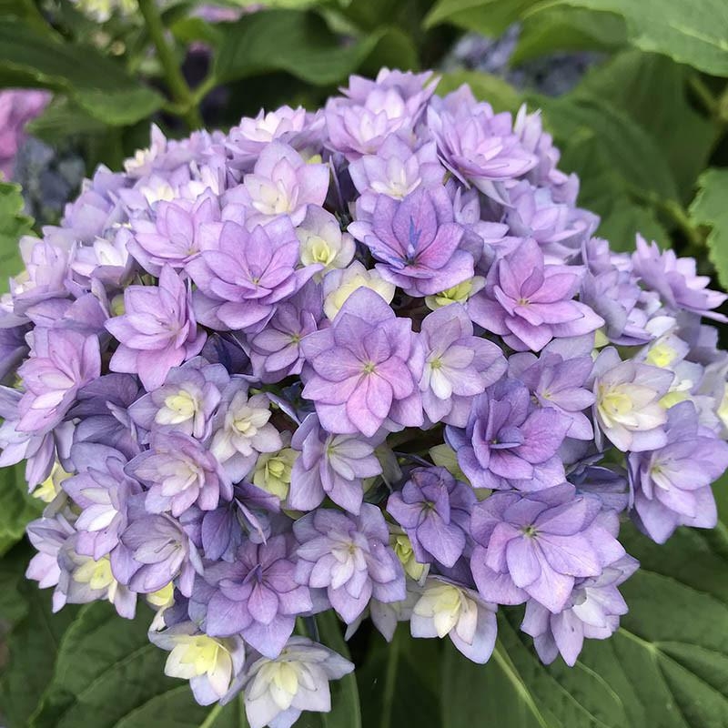 Hortensia macrophylla You and Me® 'Together'