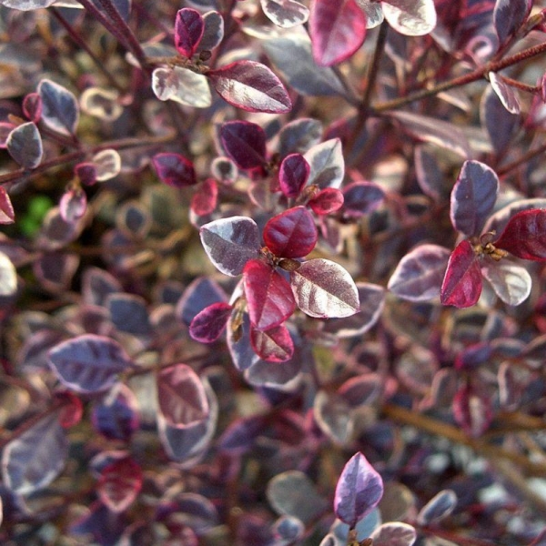 LOPHOMYRTUS ralphii 'Magic dragon'