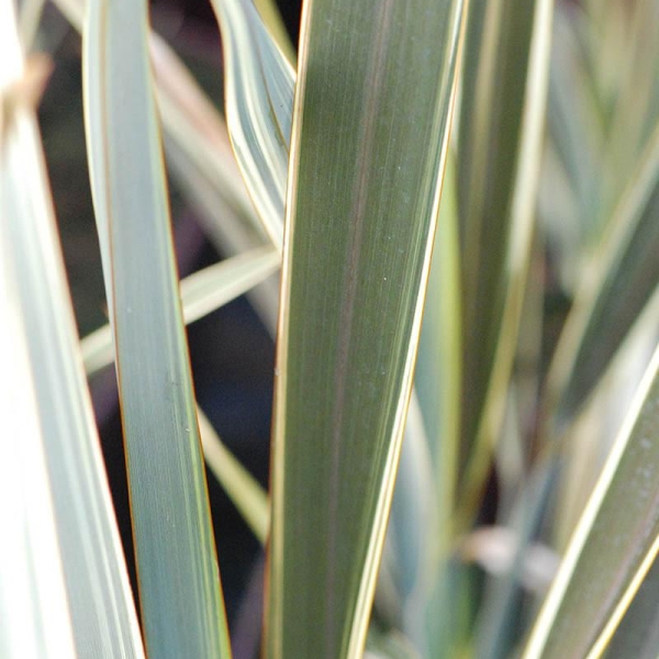 Phormium 'Brown sugar'