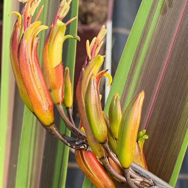 Phormium tenax 'Chocomint'