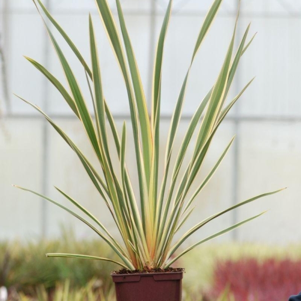 Phormium 'Duet'