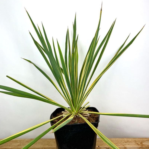 YUCCA filamentosa 'Bright edge'