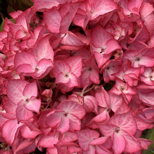 Hortensia macrophylla 'King Georges V'