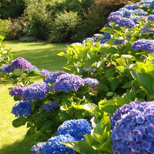 Hortensia bleu 'Mathilde Gutges'