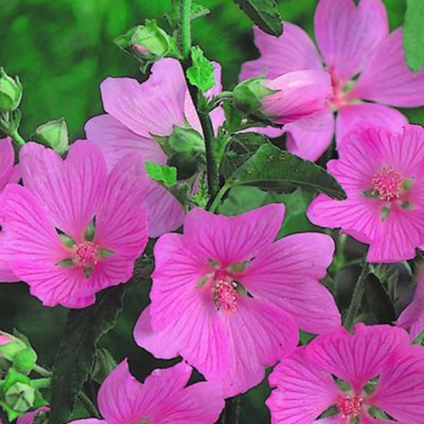 Lavatère 'Rosea'