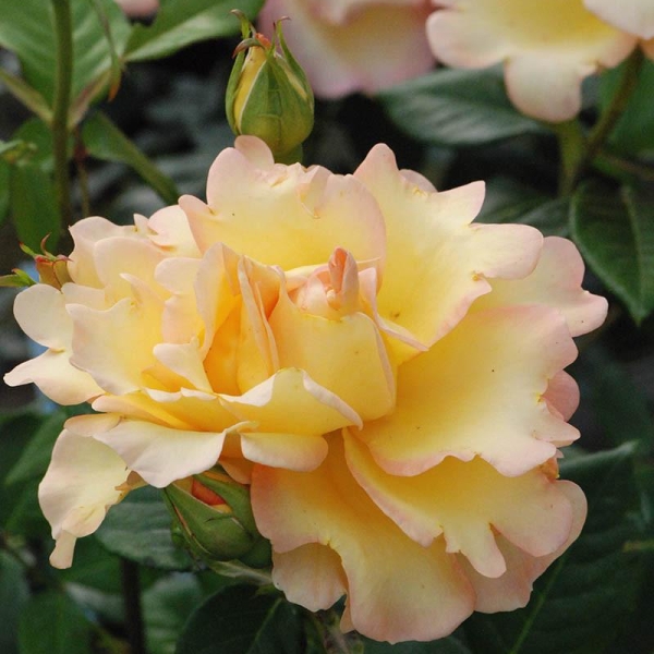 Rosier Meilland 'Summer Time'®