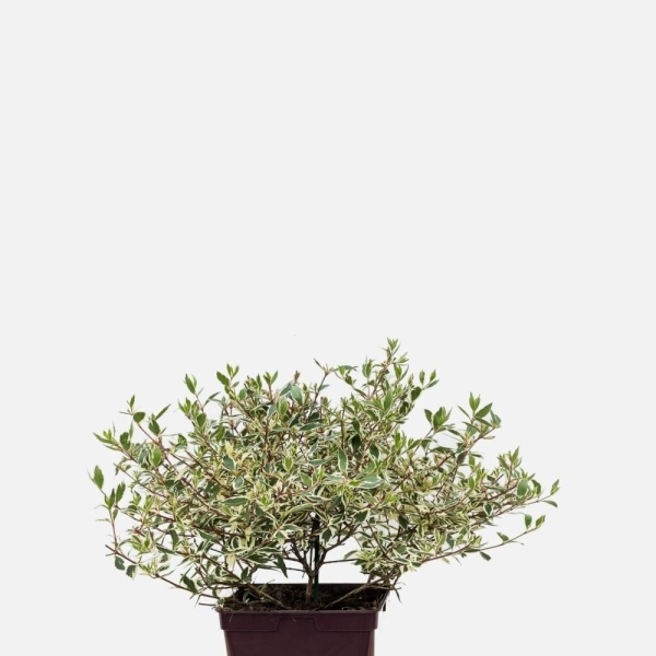 Abelia 'Confetti®'