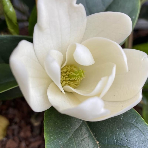 Michelia 'Fairy Cream'