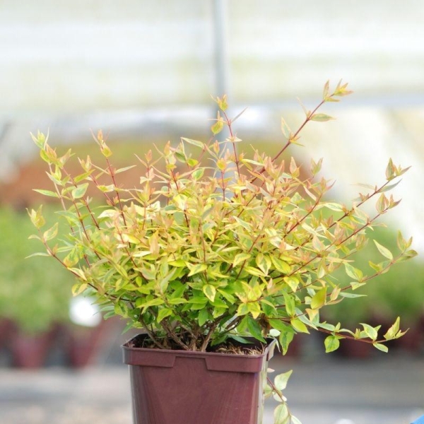 Abelia 'Kaleidoscope®'