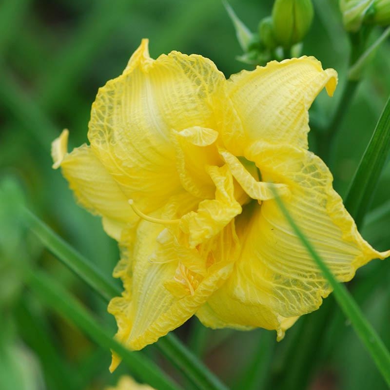 Hémérocalle 'Cabbage flower'