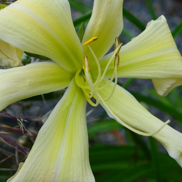 Hémérocalle 'Heavenly ghostrider'