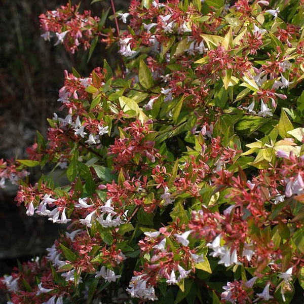 Abelia 'Gold spot®'