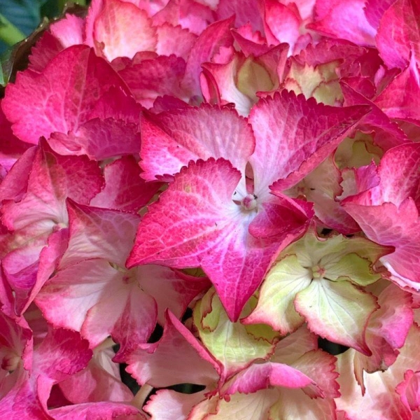 Hortensia 'Wim's Red'