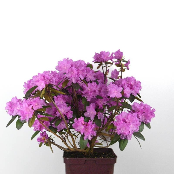 Rhododendron nain 'PJM Regal'