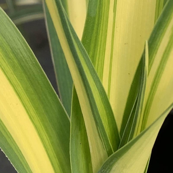 Yucca 'Golden sword'