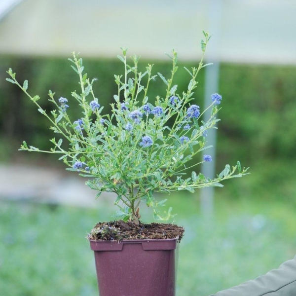 Lilas de Californie 'Concha' - Céanothe