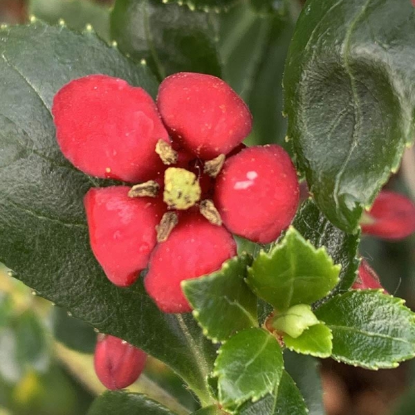 Escallonia 'Red elf'