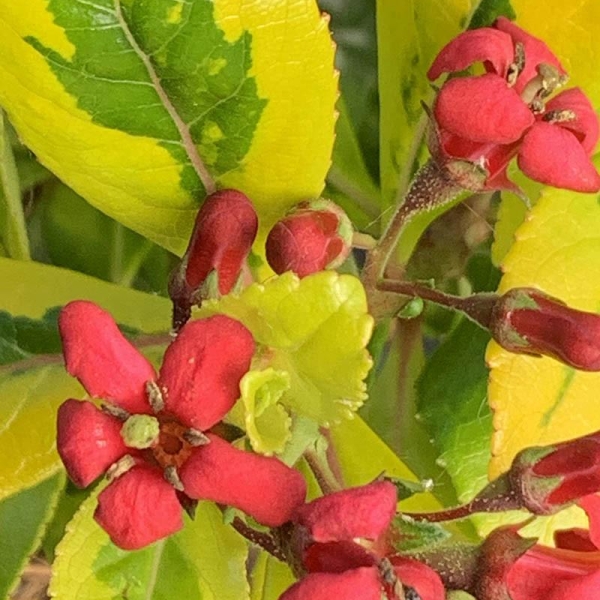 Escallonia 'Gold ellen'