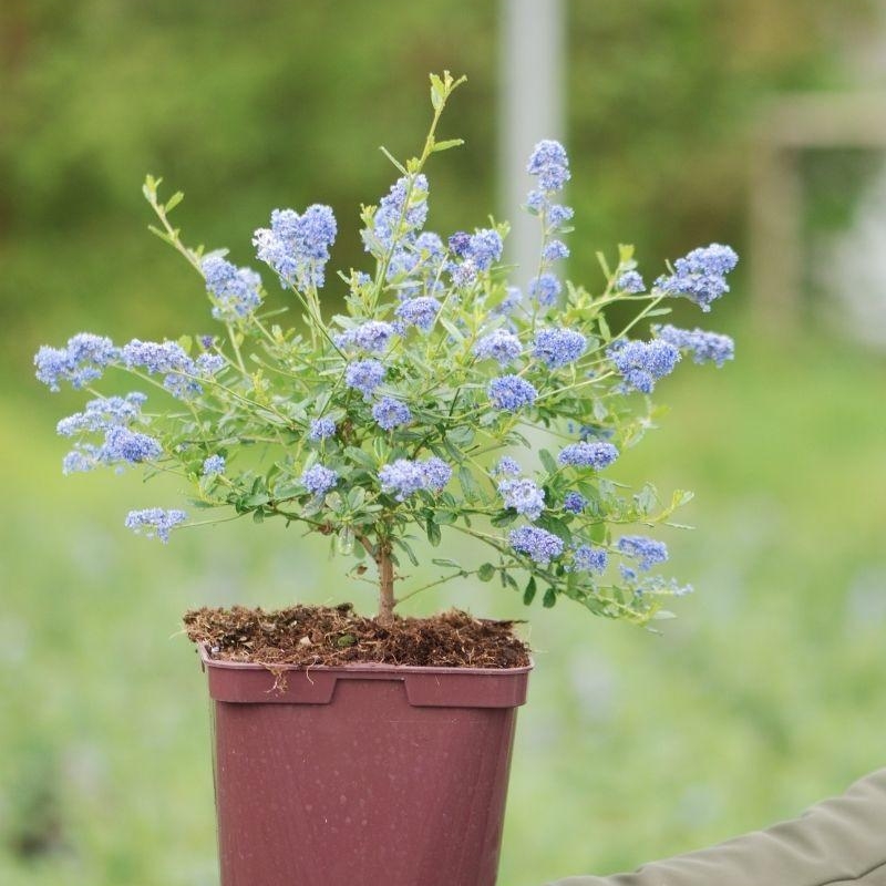 Lilas de Californie 'Italian skies' - Céanothe