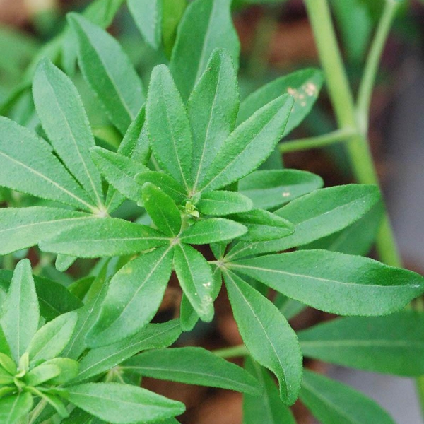 Oranger du Mexique 'Greenfingers '