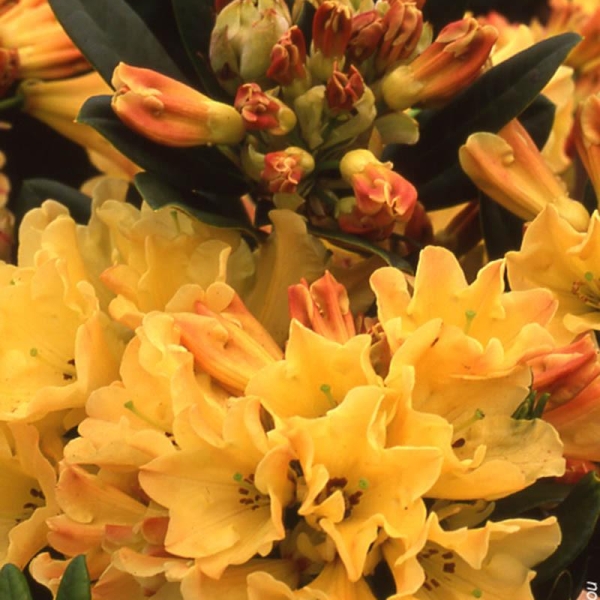 Rhododendron 'Nancy Evans'