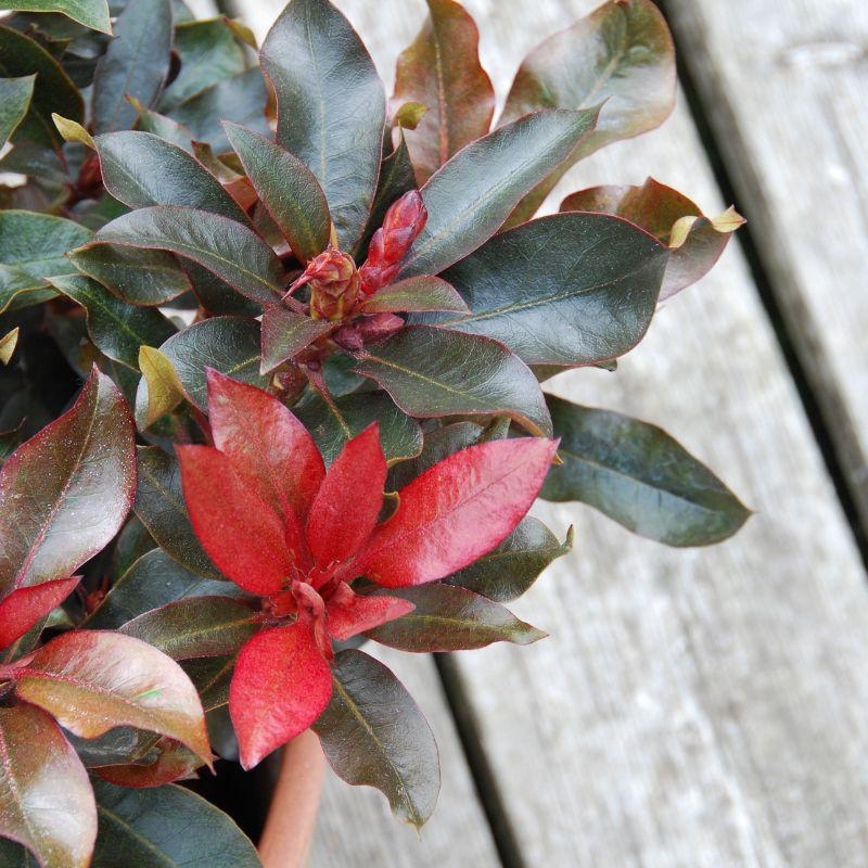 Rhododendron 'Choco et Pink'