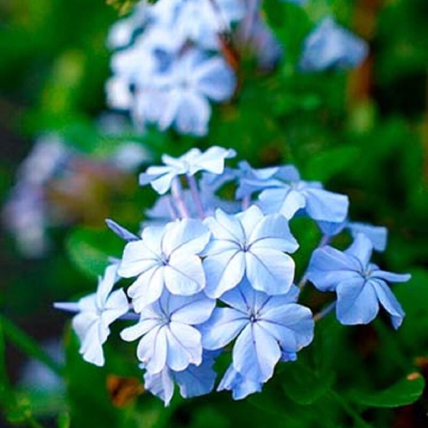 Plumbago capensis