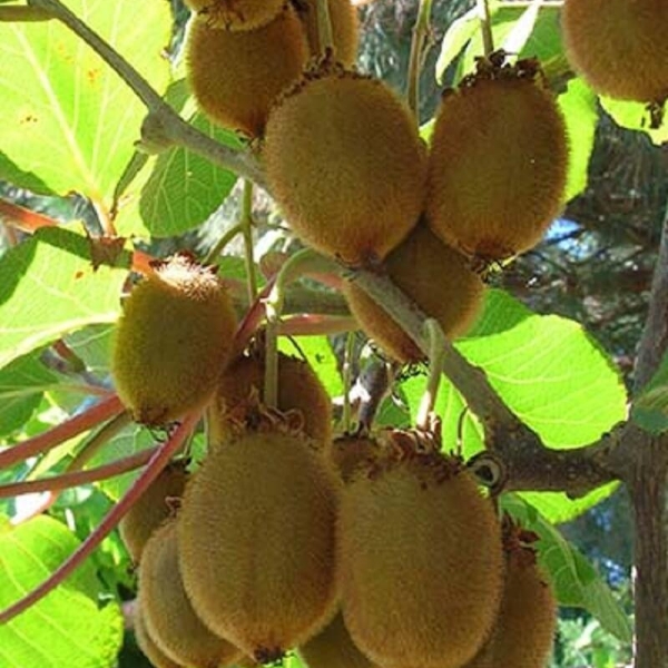 Kiwi femelle moncap