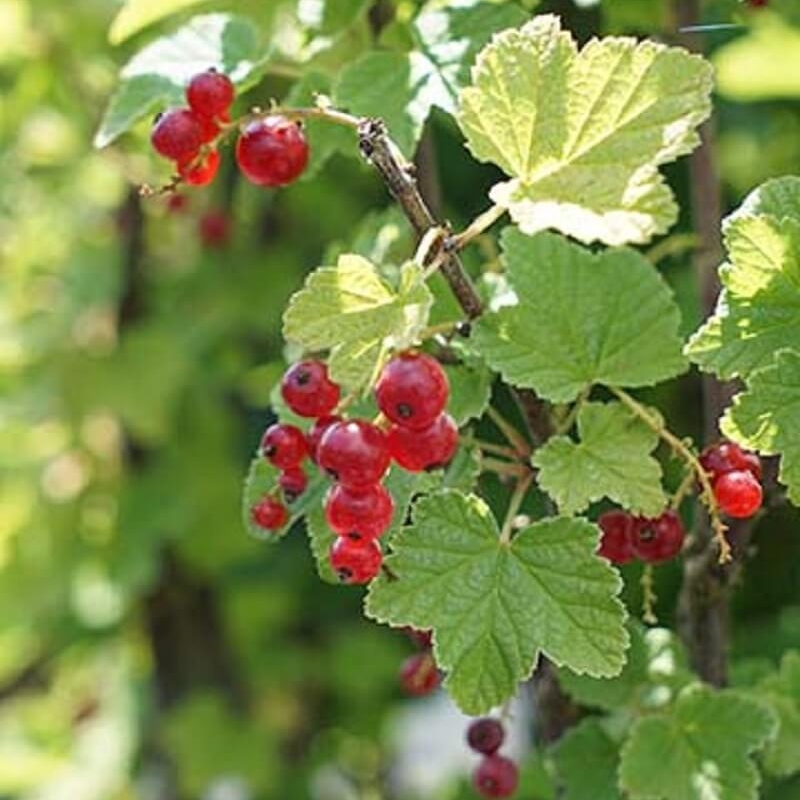 Groseillier à grappes rouges Rovada