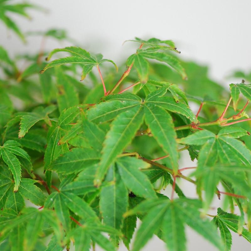 Érable du Japon palmatum 'Shishio Hime'