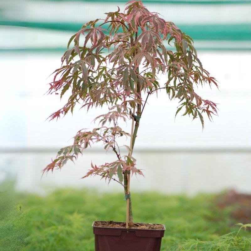 Érable du Japon palmatum 'Shirazz'