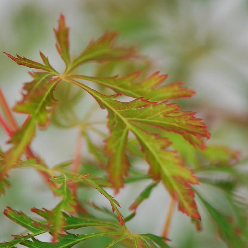 Érable du Japon x pseudosieboldianum 'Ice Dragon'