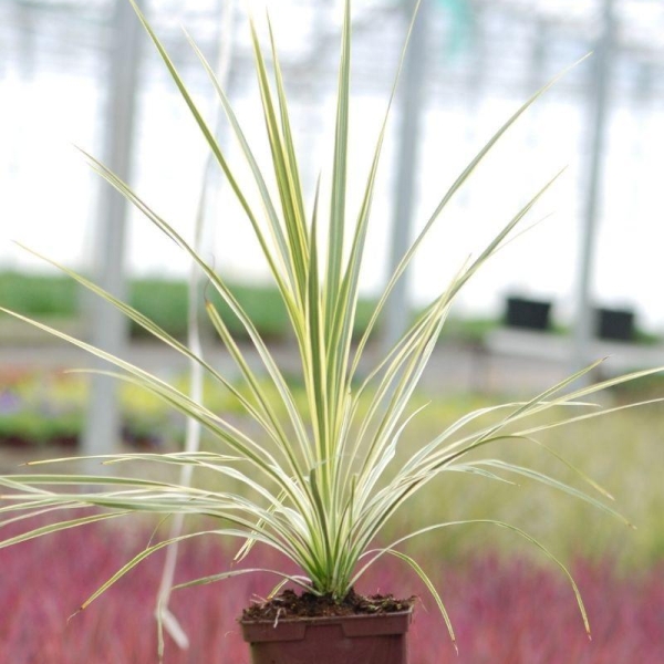 Cordyline 'Lime Passion'