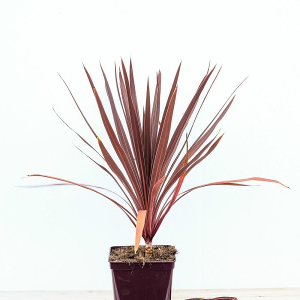 Cordyline 'Red Star'