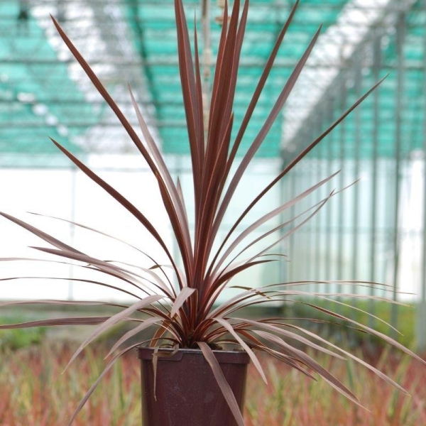 Cordyline 'Red Star'