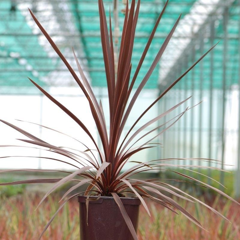 Cordyline 'Red Star'