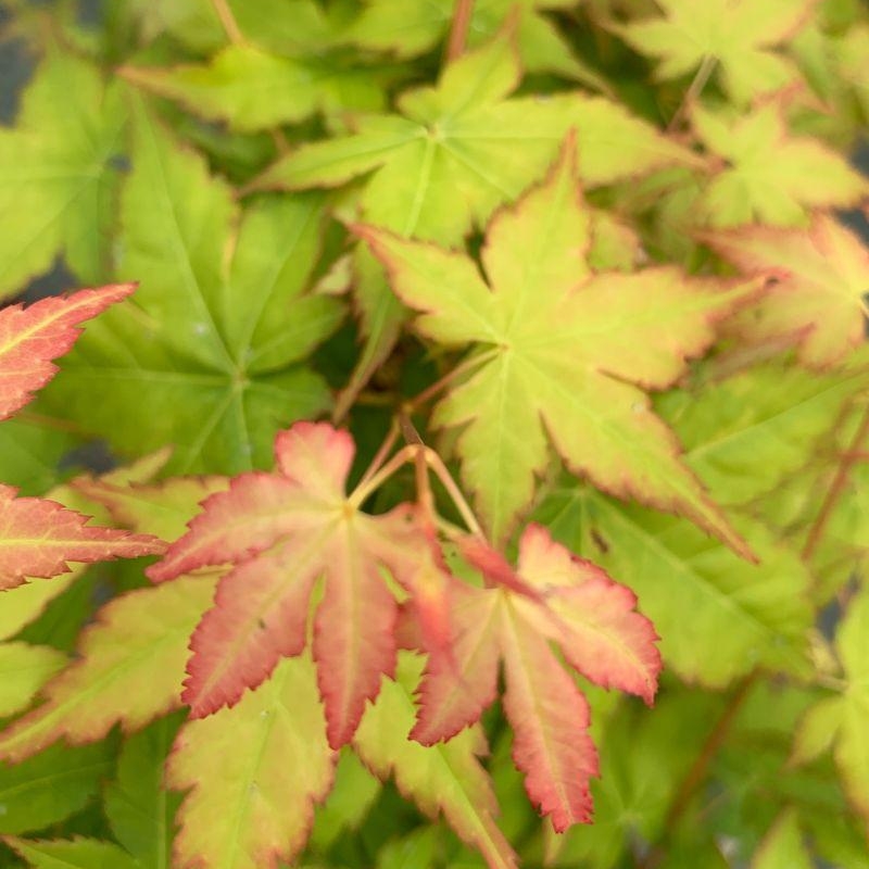 Érable du Japon palmatum 'Bi Hoo'