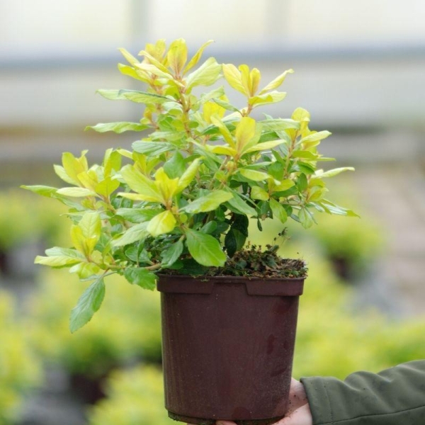 Escallonia 'Gold brillant'