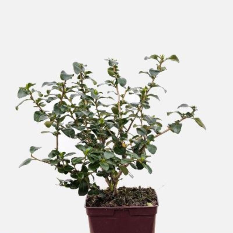 Escallonia 'Iveyii'