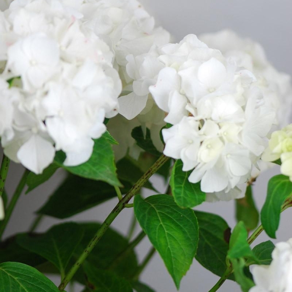 Hortensia 'Wudu'®