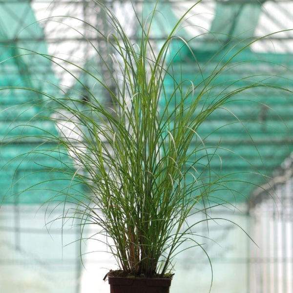 Miscanthus 'Ruby Cute'