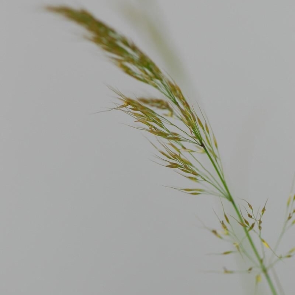 Stipa 'Allgau'