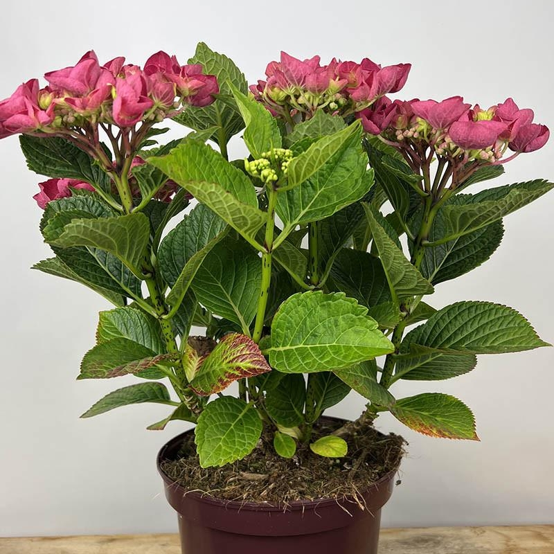 Hortensia 'Teller Jixi Red'®