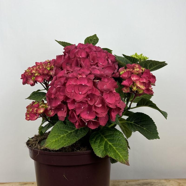 Hortensia 'Ningbo Red'®